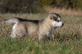 ALASKAN MALAMUTE 466